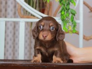 Kaninchen_Dachshund_2875