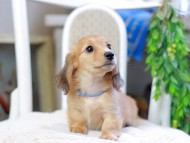 Kaninchen_Dachshund_2878