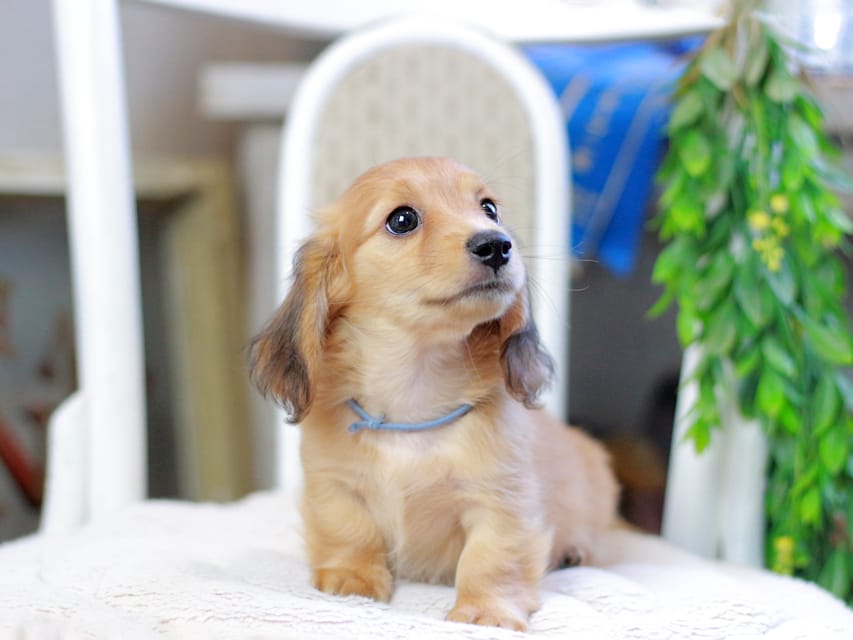 カニンヘンダックスフンド ノン&パッションの子犬 レッド 男の子（2）