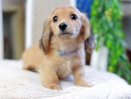 Kaninchen_Dachshund_2880