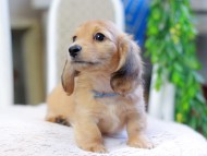 Kaninchen_Dachshund_2883