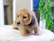 Kaninchen_Dachshund_2884