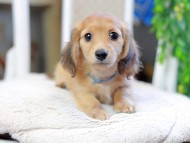 Kaninchen_Dachshund_2891