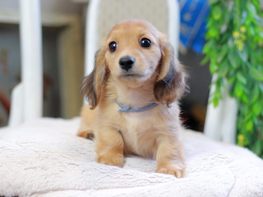 カニンヘンダックスフンド ノン&パッションの子犬 レッド 男の子（2）