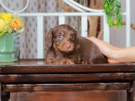 Kaninchen_Dachshund_2909