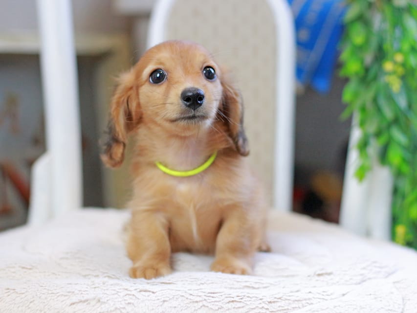 カニンヘンダックスフンド ノン&パッションの子犬 レッド 男の子(3)Kaninchen_Dachshund_2916 カニンヘンダックスフンド ノン&パッションの子犬 レッド 男の子(3)