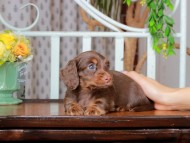 Kaninchen_Dachshund_2921