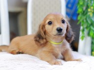 Kaninchen_Dachshund_2924