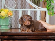 Kaninchen_Dachshund_2924 Kaninchen_Dachshund_2924