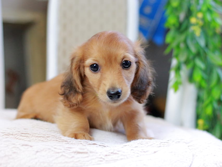 カニンヘンダックスフンド ノン&パッションの子犬 レッド 男の子(3)Kaninchen_Dachshund_2927 カニンヘンダックスフンド ノン&パッションの子犬 レッド 男の子(3)