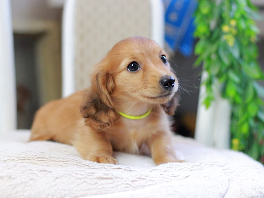 カニンヘンダックスフンド ノン&パッションの子犬 レッド 男の子(3)Kaninchen_Dachshund_2928 カニンヘンダックスフンド ノン&パッションの子犬 レッド 男の子(3)