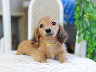 Kaninchen_Dachshund_2930