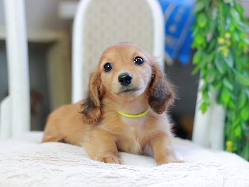 カニンヘンダックスフンド ノン&パッションの子犬 レッド 男の子(3)Kaninchen_Dachshund_2930 カニンヘンダックスフンド ノン&パッションの子犬 レッド 男の子(3)