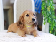 Kaninchen_Dachshund_2932