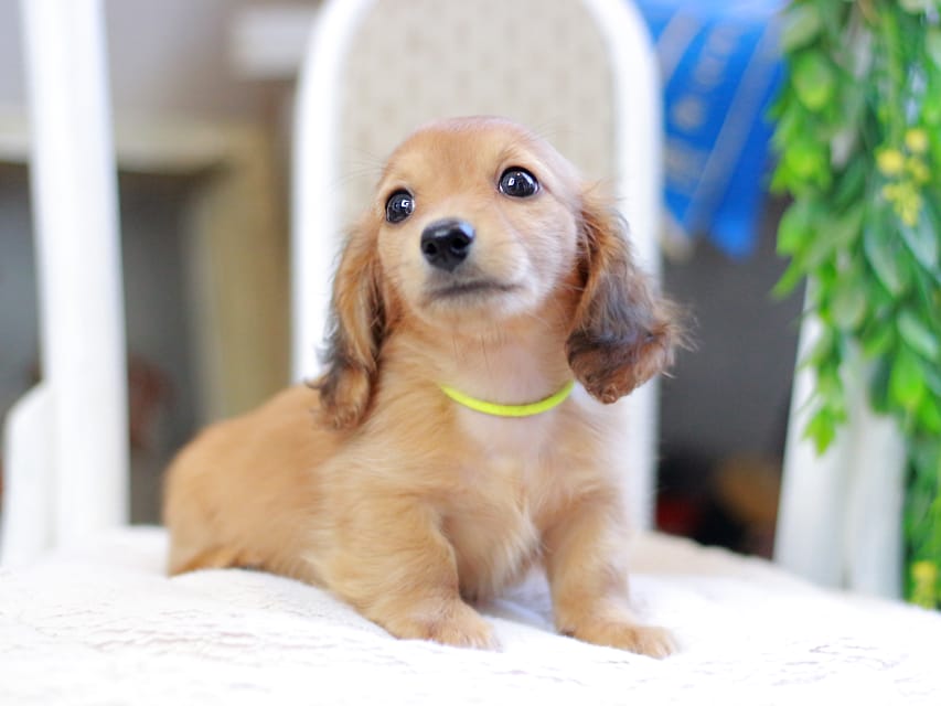 カニンヘンダックスフンド ノン&パッションの子犬 レッド 男の子(3)Kaninchen_Dachshund_2940 カニンヘンダックスフンド ノン&パッションの子犬 レッド 男の子(3)