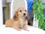 Kaninchen_Dachshund_2945