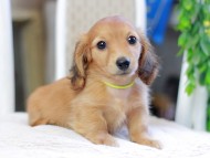 Kaninchen_Dachshund_2947