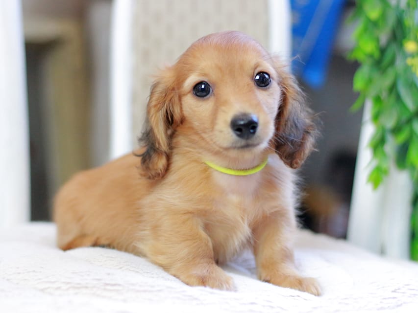 カニンヘンダックスフンド ノン&パッションの子犬 レッド 男の子(3)Kaninchen_Dachshund_2947 カニンヘンダックスフンド ノン&パッションの子犬 レッド 男の子(3)