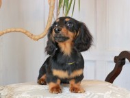Kaninchen_Dachshund_2947