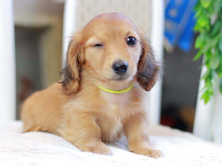 カニンヘンダックスフンド ノン&パッションの子犬 レッド 男の子(3)Kaninchen_Dachshund_2949 カニンヘンダックスフンド ノン&パッションの子犬 レッド 男の子(3)