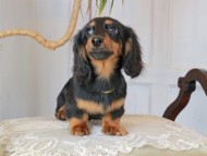 Kaninchen_Dachshund_2949 Kaninchen_Dachshund_2949