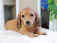 Kaninchen_Dachshund_2955