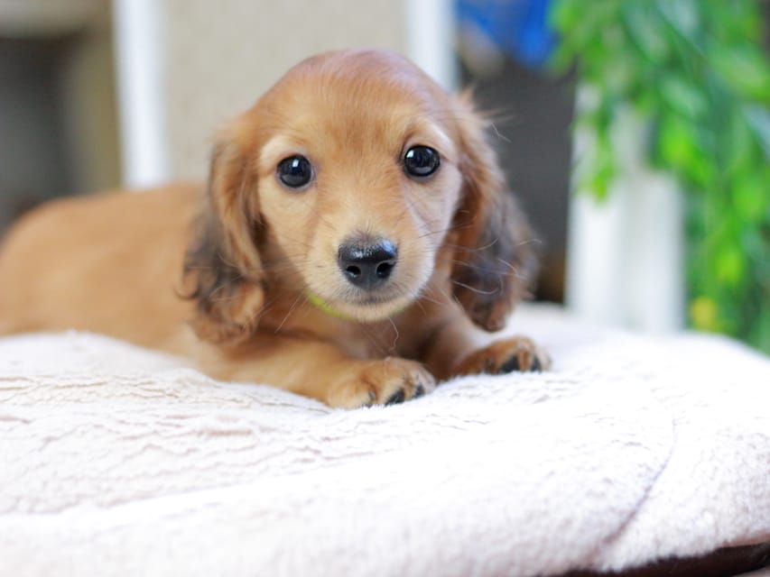 カニンヘンダックスフンド ノン&パッションの子犬 レッド 男の子(3)Kaninchen_Dachshund_2958 カニンヘンダックスフンド ノン&パッションの子犬 レッド 男の子(3)