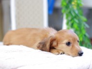 Kaninchen_Dachshund_2960