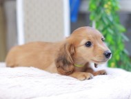 Kaninchen_Dachshund_2961