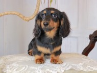 Kaninchen_Dachshund_2961