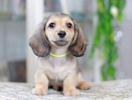 Kaninchen_Dachshund_2974