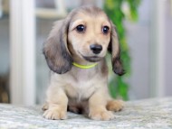 Kaninchen_Dachshund_2979