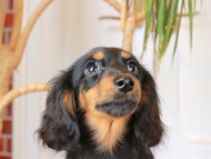 Kaninchen_Dachshund_2985