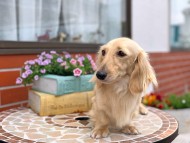 Kaninchen_Dachshund_2985 Kaninchen_Dachshund_2985