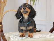 Kaninchen_Dachshund_2991 Kaninchen_Dachshund_2991