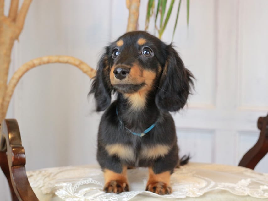 カニンヘンダックスフンド おんぷ&ブルースの子犬 ブラタン 男の子（2）