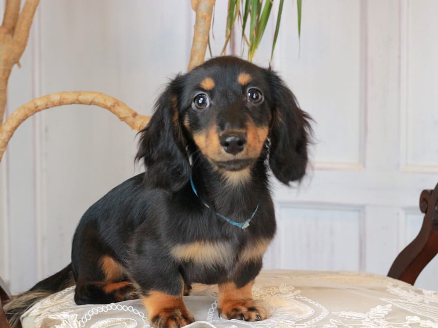 カニンヘンダックスフンド おんぷ&ブルースの子犬 ブラタン 男の子（2）