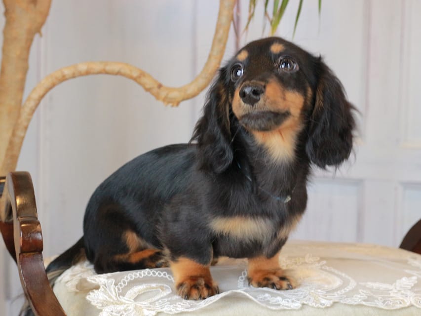 カニンヘンダックスフンド おんぷ&ブルースの子犬 ブラタン 男の子（2）