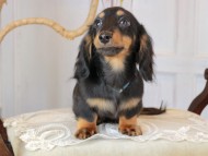 Kaninchen_Dachshund_3024 Kaninchen_Dachshund_3024