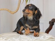 Kaninchen_Dachshund_3028