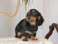 Kaninchen_Dachshund_3030