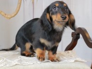 Kaninchen_Dachshund_3036