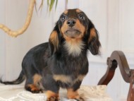 Kaninchen_Dachshund_3045