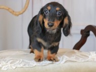 Kaninchen_Dachshund_3052