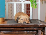 Kaninchen_Dachshund_3073
