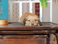 Kaninchen_Dachshund_3077