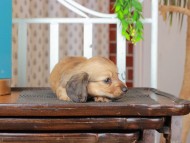 Kaninchen_Dachshund_3081