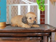 Kaninchen_Dachshund_3098