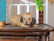 Kaninchen_Dachshund_3101