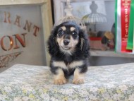 Kaninchen_Dachshund_3103
